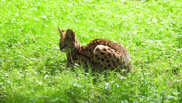 Serval sitting in the grass looking in different directions