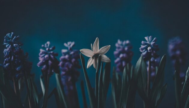 Fototapeta spring flower daffodil lavender hyacinth in a row against blue background
