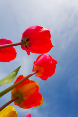 Tulips with boldly colored cup-shaped flowers