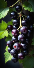 Black currant grows on bush in garden. Nature, organic food and gardening