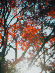 red leaves of maple trees at the garden in suzhou