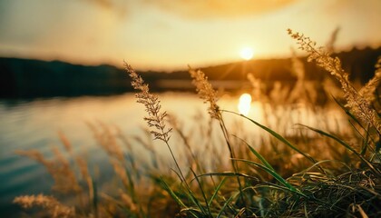 grass on the shore of the lake at sunset abstract nature background