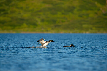 Black-throated loon, Ice diver, arctic loon or black-throated loon (Gavia arctica) swims in a lake...