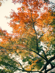 red leaves of maple trees at the garden in suzhou