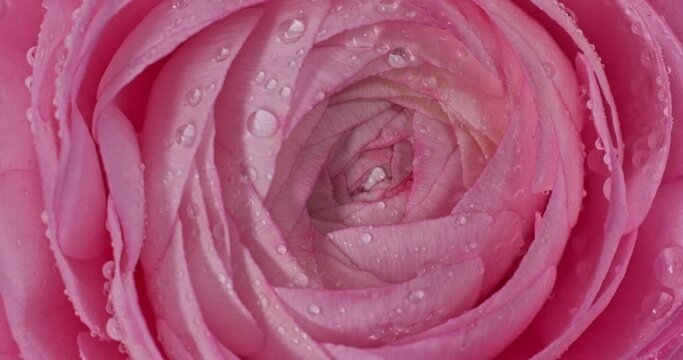 very nice and beautiful pink persian buttercup or Ranunculus flower macro with dew drops spinning around, top view