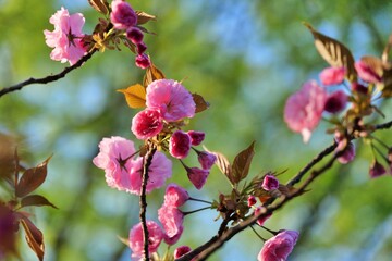 봄, 블로섬, 나무, flower, 분홍, 네이처, flower, 버찌, 가지, 개화, 식물, 개화, 사과, 계절, 사쿠라, 나뭇잎, 미, 뜰, 꽃봉오리, sky, 식물, 성장, 매크로, 일본어