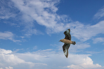 Large pirate gull bird ( Stercorarius skua ) flying in Antarctic skies.