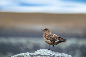 Large pirate gull bird ( Stercorarius skua ) flying in Antarctic skies.