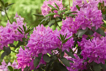 Pink rhododendron flowers close-up on a branch of a shrub in the garden. Rhododendron spring bush in bloom