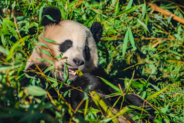 Side view of panda bear eating next to tree