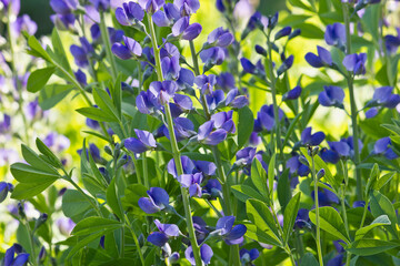Blue flower Baptisia Australis close-up. blue garden flowers in the bed