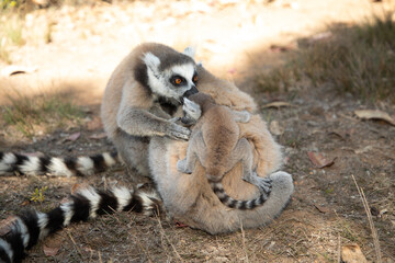 Naklejka premium ring-tailed gray lemur in natural environment Madagascar