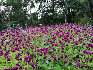 Batumi botanical garden