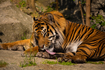 critically endangered Sumatran tiger