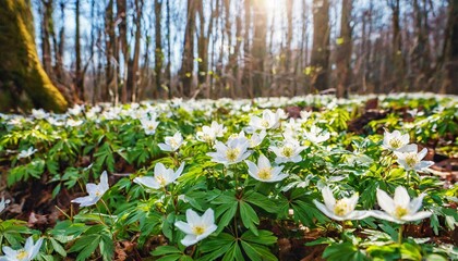 first green plants in the spring forest colorful morning scene of woodland glade in march with white anemone flowers beautiful floral background