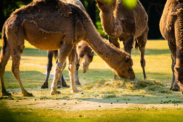 several camels graze and eat hay on a free range