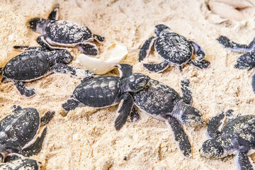 newborn cubs of sea turtle