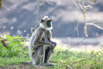 black faced grey langur monkey in Yala National Park, Sri Lanka - obrazy, fototapety, plakaty