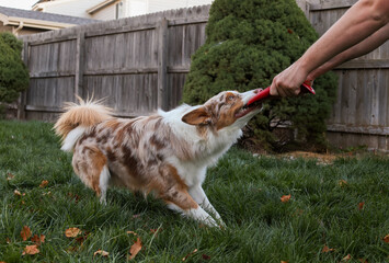 dog playing tug o war