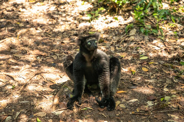 Naklejka premium Lemur Indri indri, babakoto largest lemur from Madagascar