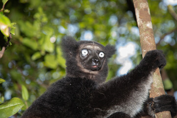 Naklejka premium Lemur Indri indri, babakoto largest lemur from Madagascar