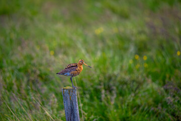 Common snipe (Gallinago gallinago) is a small, stocky wader bird native to the Old World. Breeding habitats are marshes, bogs, tundra and wet meadows throughout the Palearctic. Wildlife scene.Iceland.