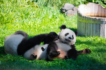 cheerful playing pandas on green lawn