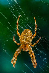 European garden spider, diadem orangie, cross spider