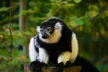Naklejka premium Black and white Ruffed Lemur closeup