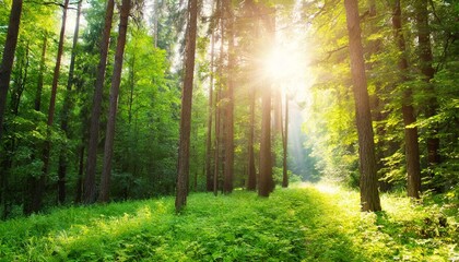 sunrays over a green forest in summer
