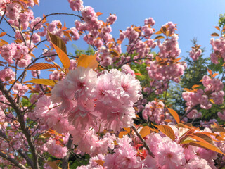 中島公園の桜（北海道札幌市中央区）