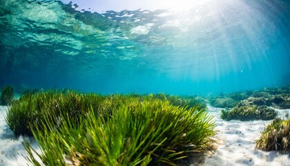 Fototapeta na wymiar underwater view of a group of seabed with green seagrass high quality photo