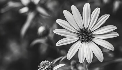 a black and white photo of a flower with a white center on the center of the flower and a white center on the center of the flower
