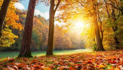 Tuinposter autumn landscape fall scene trees and leaves in sunlight rays © Patti