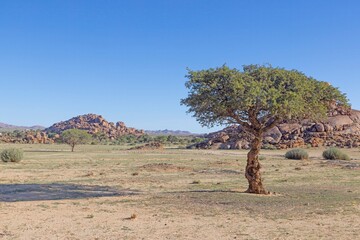 Picture of an acacia tree in front of a rock formation in southern Namibia near Fish River Canyon