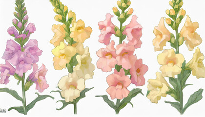 collection of soft pastel snapdragons bright colors flowers isolated on a  background