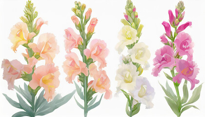 collection of soft pastel snapdragons bright colors flowers isolated on a  background