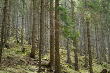 morning in the pine forest