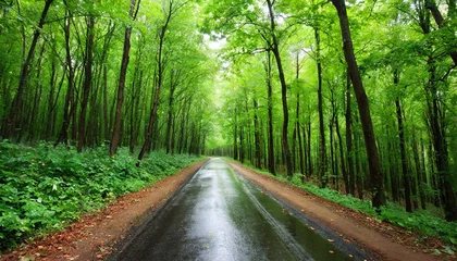 Foto op Plexiglas road in green forest after rain © Kendrick