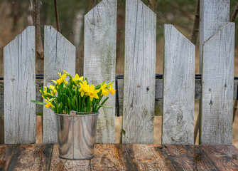 Flower pot with spring yellow narcissuses. Home and garden Easter decoration	