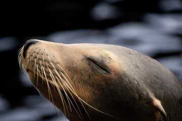 Californian Sea Lion basking in the sun