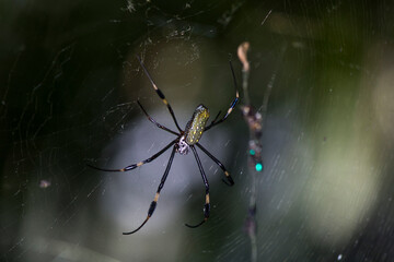 Araña