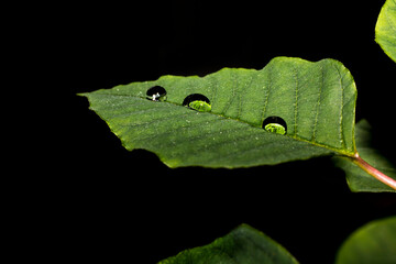 Gotas de agua