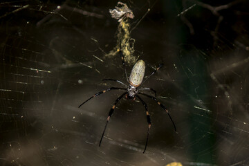 ARAÑA