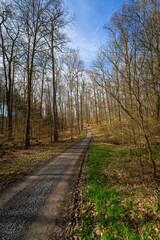 Dirt road passing through a deciduous forest with leafy trees