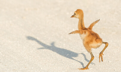 Sandhill Crane colt flapping wings