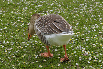 Back side of a duck is walking through a field of daisies