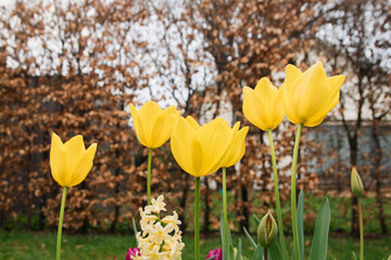 A group of yellow tulips are in a garden with some leaves