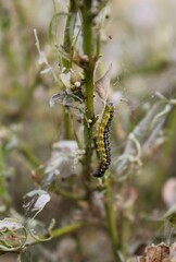 Cydalima perspectalis, moth, caterpillar