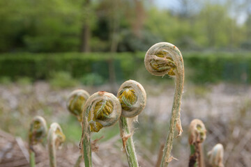 A bunch of twisted, dried up plant stems with yellow flowers. Osmunda regalis. close up